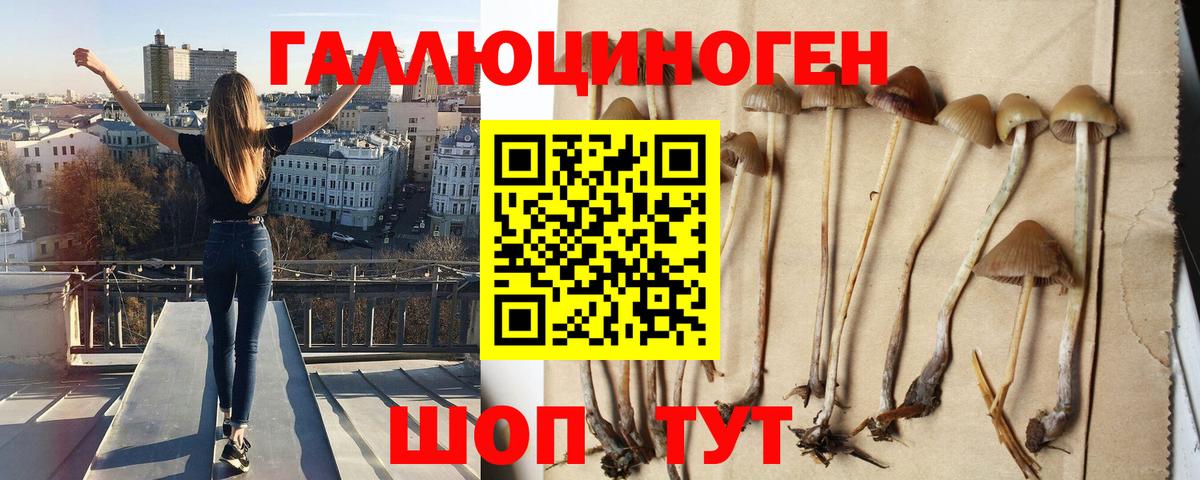 Псилоцибиновые грибы GOLDEN TEACHER  как найти закладки  Заводоуковск 